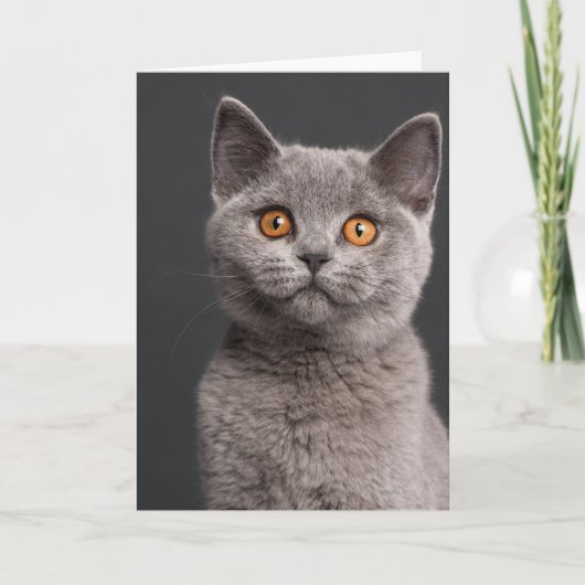 British Shorthair kitten (3 maanden oud) Kaart (Voorkant)