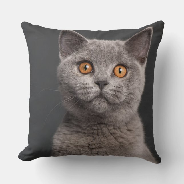 British Shorthair kitten (3 maanden oud) Kussen (Voorkant)