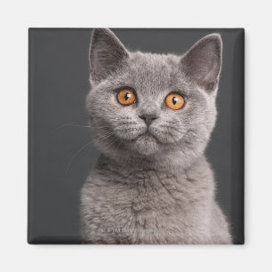 British Shorthair kitten (3 maanden oud) Magneet