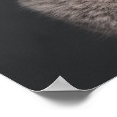 British Shorthair kitten (3 maanden oud) Poster (Hoek)