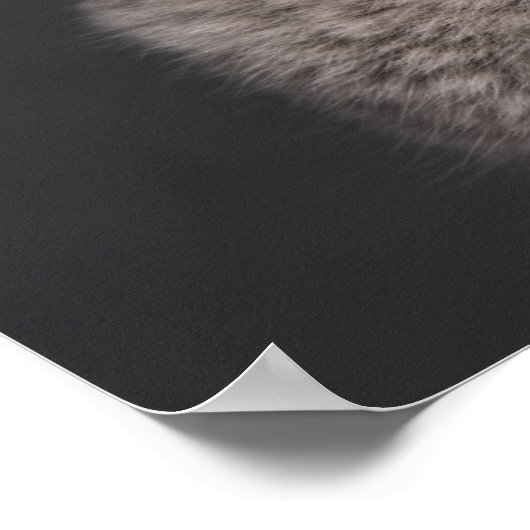 British Shorthair kitten (3 maanden oud) Poster (Hoek)