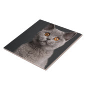 British Shorthair kitten (3 maanden oud) Tegeltje (Zijkant)