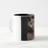 British Shorthair kitten (3 maanden oud) Tweekleurige Koffiemok (Voorkant links)