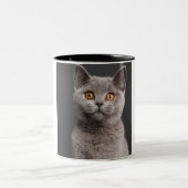 British Shorthair kitten (3 maanden oud) Tweekleurige Koffiemok (Center)