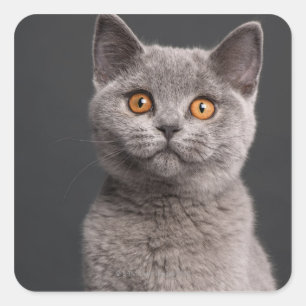 British Shorthair kitten (3 maanden oud) Vierkante Sticker
