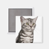 British Shorthair kitten (4 maanden oud) Magneet (Voorkant / Achterkant)