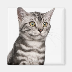 British Shorthair kitten (4 maanden oud) Magneet