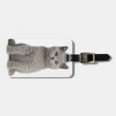 British Shorthair Kitten Bagagelabel (Voorkant horizontaal)