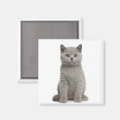 British Shorthair Kitten Magneet (Voorkant / Achterkant)