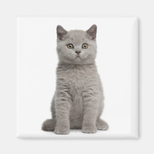 British Shorthair Kitten Magneet