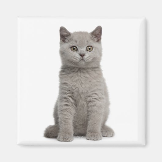 British Shorthair Kitten Magneet (Voorkant)