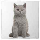 British Shorthair Kitten Tegeltje (Voorkant)