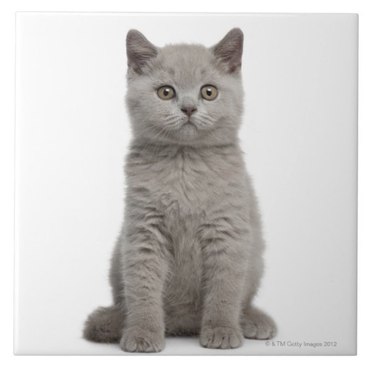 British Shorthair Kitten Tegeltje (Voorkant)