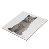 British Shorthair Kitten Tegeltje (Zijkant)