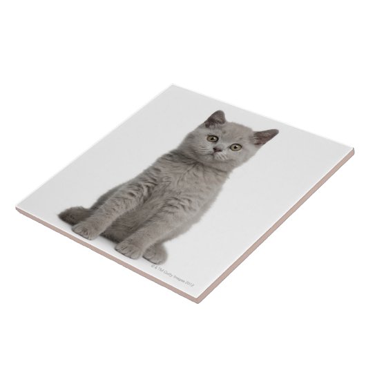 British Shorthair Kitten Tegeltje (Zijkant)