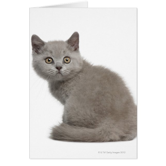 British Shorthair Kitten (tien weken oud) (Voorkant)