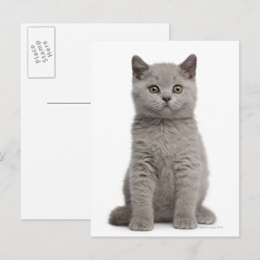 British Shorthair Kitten (tien weken oud) 2 Briefkaart (Voorkant / Achterkant)