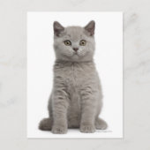 British Shorthair Kitten (tien weken oud) 2 Briefkaart (Voorkant)