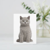 British Shorthair Kitten (tien weken oud) 2 Briefkaart (Staand voorkant)