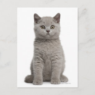 British Shorthair Kitten (tien weken oud) 2 Briefkaart