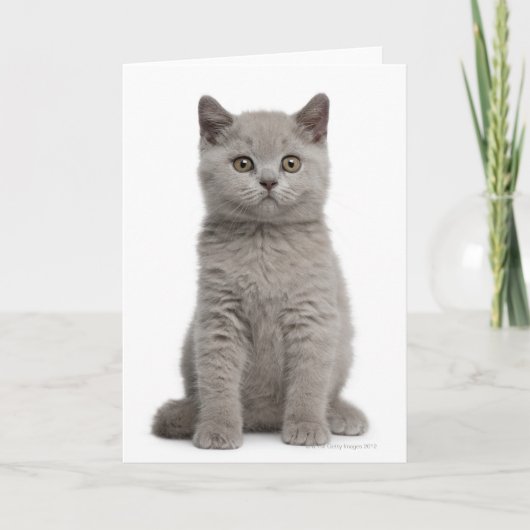 British Shorthair Kitten (tien weken oud) 2 Kaart (Voorkant)