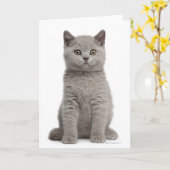 British Shorthair Kitten (tien weken oud) 2 Kaart (Gele Bloem)