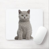 British Shorthair Kitten (tien weken oud) 2 Muismat (Met muis)