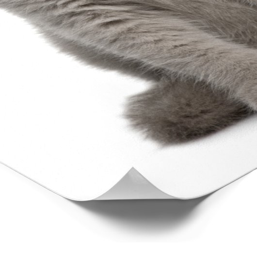 British Shorthair Kitten (tien weken oud) Poster (Hoek)