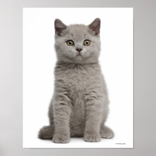 British Shorthair Kitten (tien weken oud) Poster