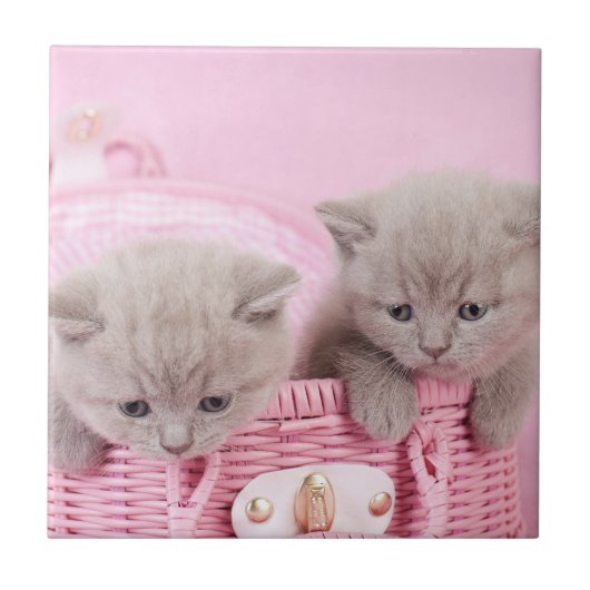 British shorthair kittens tegeltje (Voorkant)