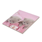 British shorthair kittens tegeltje (Zijkant)