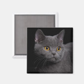 British Shorthair Magnet (Voorkant / Achterkant)