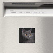 British Shorthair Magnet (Insitu (Vaatwasser))