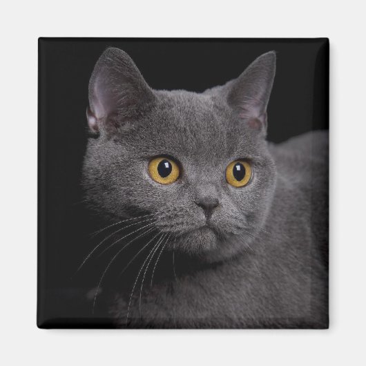 British Shorthair Magnet (Voorkant)