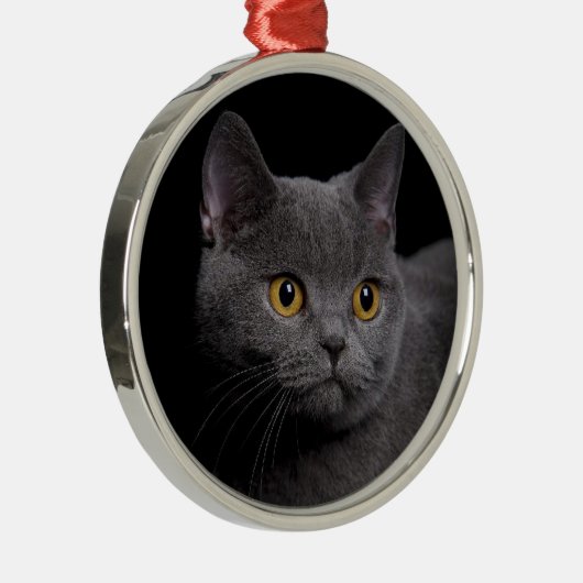 British Shorthair Premium Ornament (Rechts)