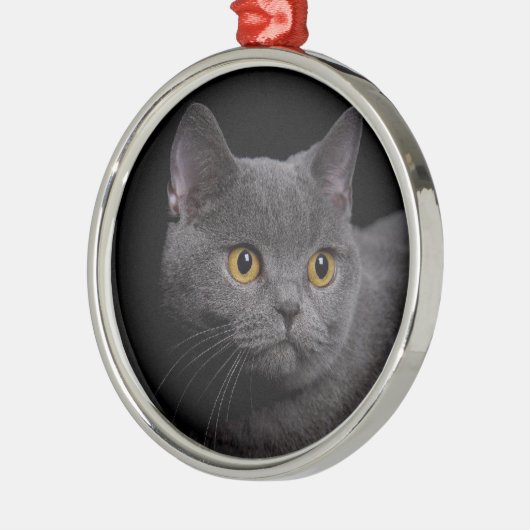 British Shorthair Premium Ornament (Links)