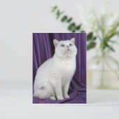 British Shorthair, wit Briefkaart (Staand voorkant)