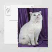 British Shorthair, wit Briefkaart (Voorkant / Achterkant)