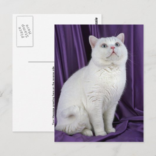 British Shorthair, wit Briefkaart (Voorkant / Achterkant)