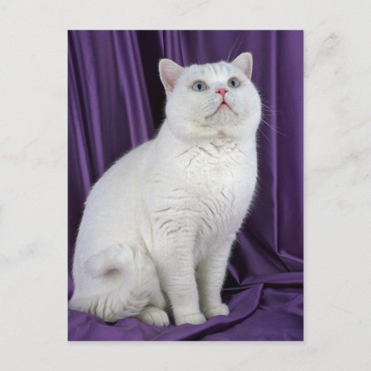 British Shorthair, wit Briefkaart (Voorkant)