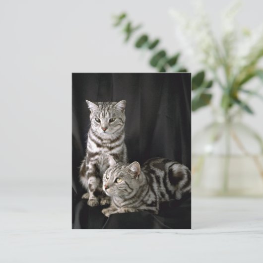 British Shorthair, zilveren tabby Briefkaart (Staand voorkant)