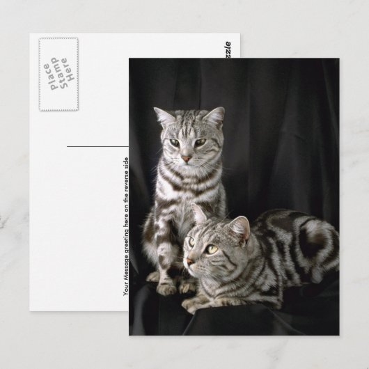 British Shorthair, zilveren tabby Briefkaart (Voorkant / Achterkant)