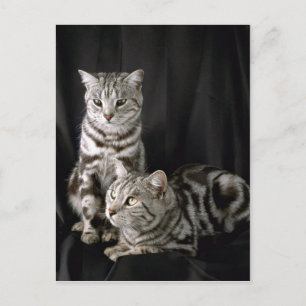 British Shorthair, zilveren tabby Briefkaart