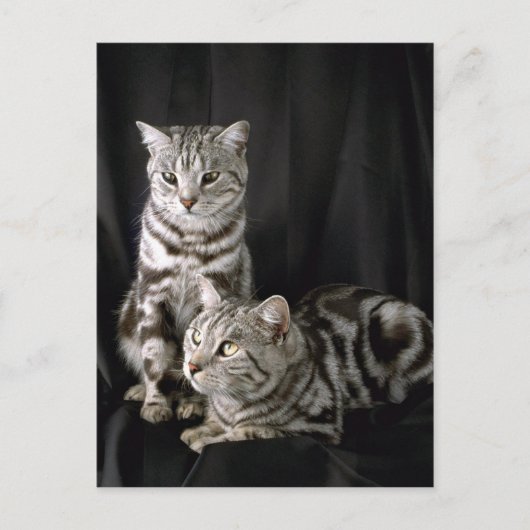 British Shorthair, zilveren tabby Briefkaart (Voorkant)