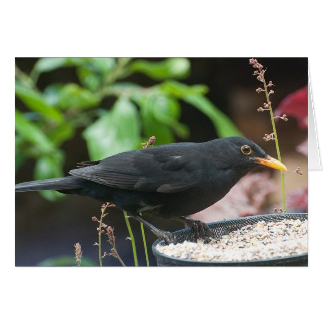 British Songbird: bramen (Voorkant Horizontaal)