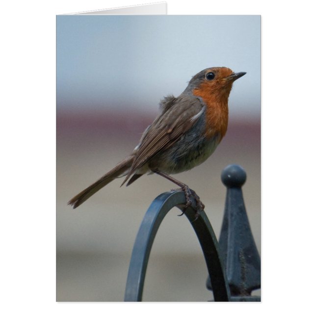 British Songbird: Young Robin (Voorkant)