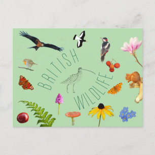British Wildlife Briefkaart