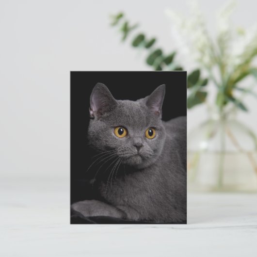 Brits Briefkaart Shorthair (Staand voorkant)