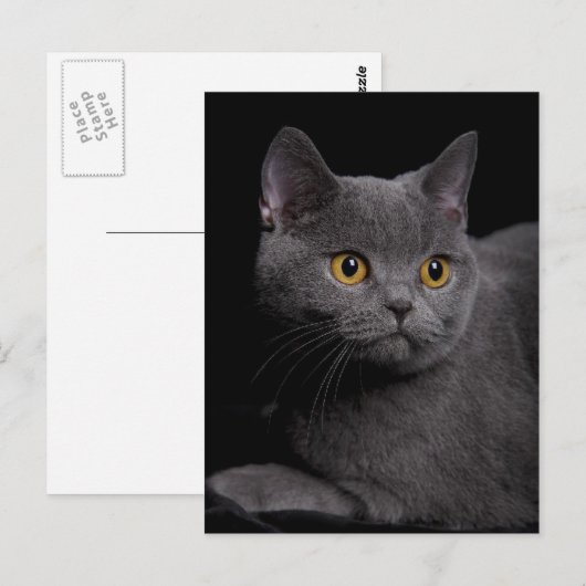 Brits Briefkaart Shorthair (Voorkant / Achterkant)