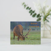 Brits Columbia elk briefkaart (Staand voorkant)